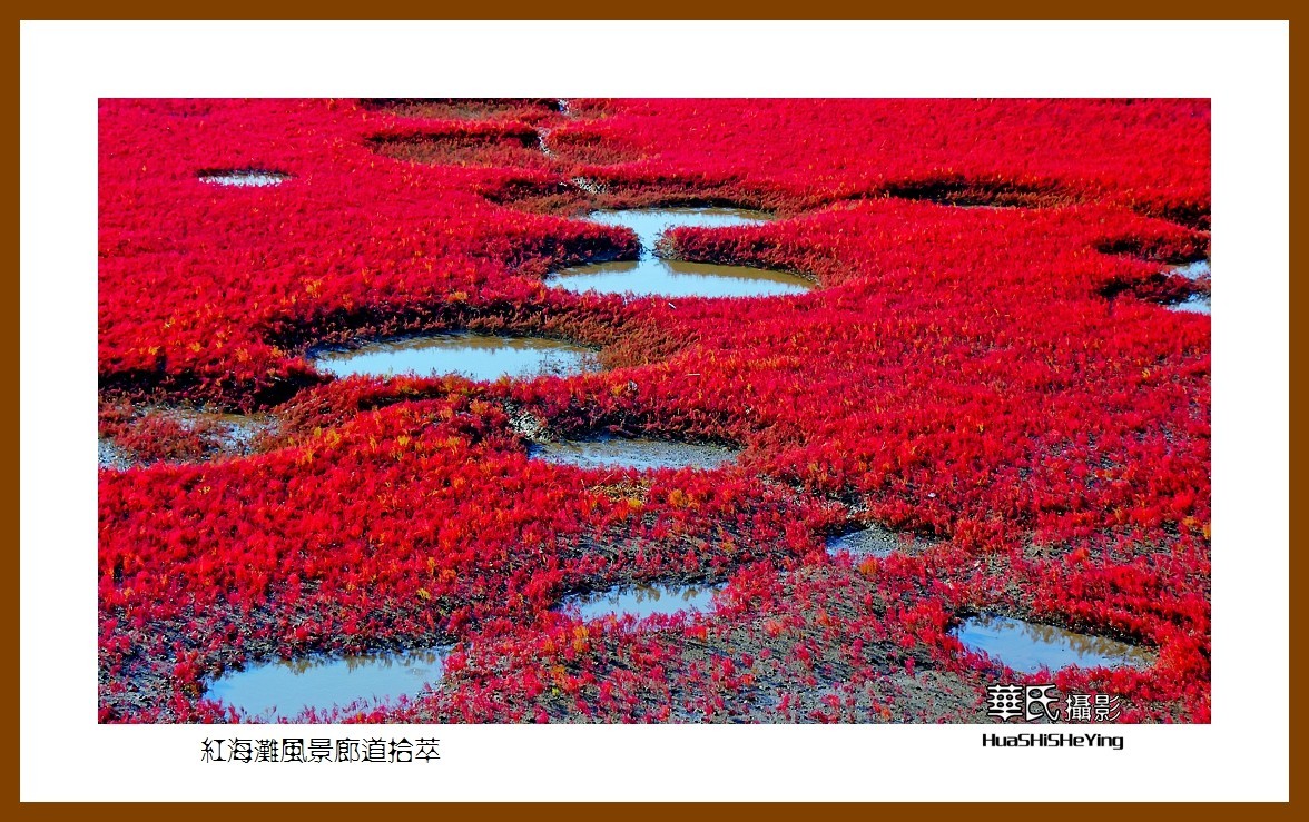美色辽宁——红海滩风景廊道拾萃（盘锦市）
