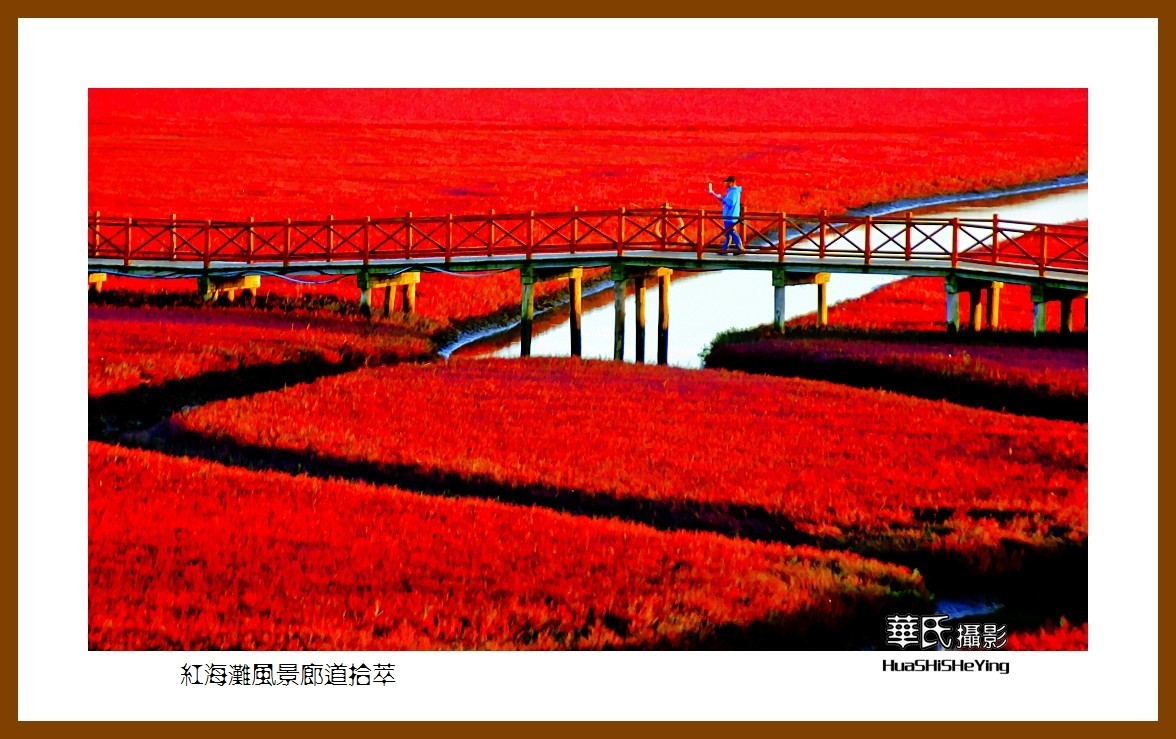 美色辽宁——红海滩风景廊道拾萃（盘锦市）