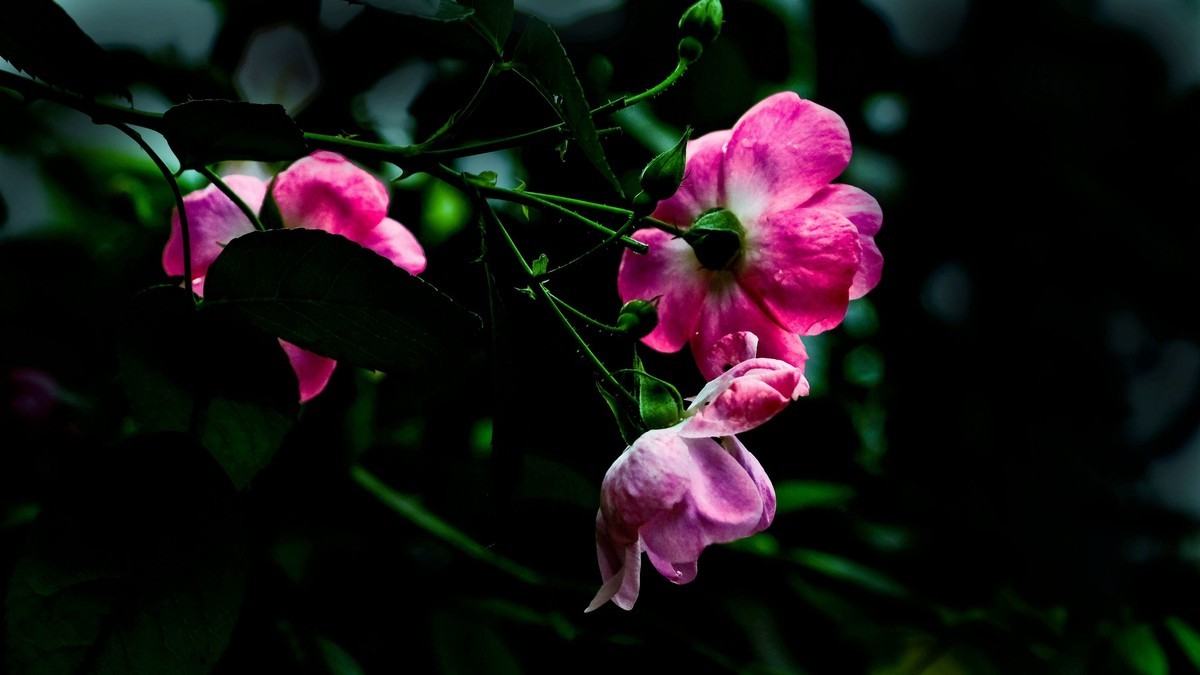 梅桂花随拍