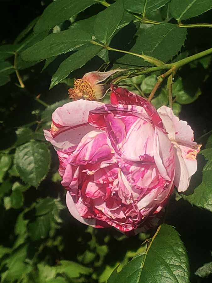 花卉系列【5400】