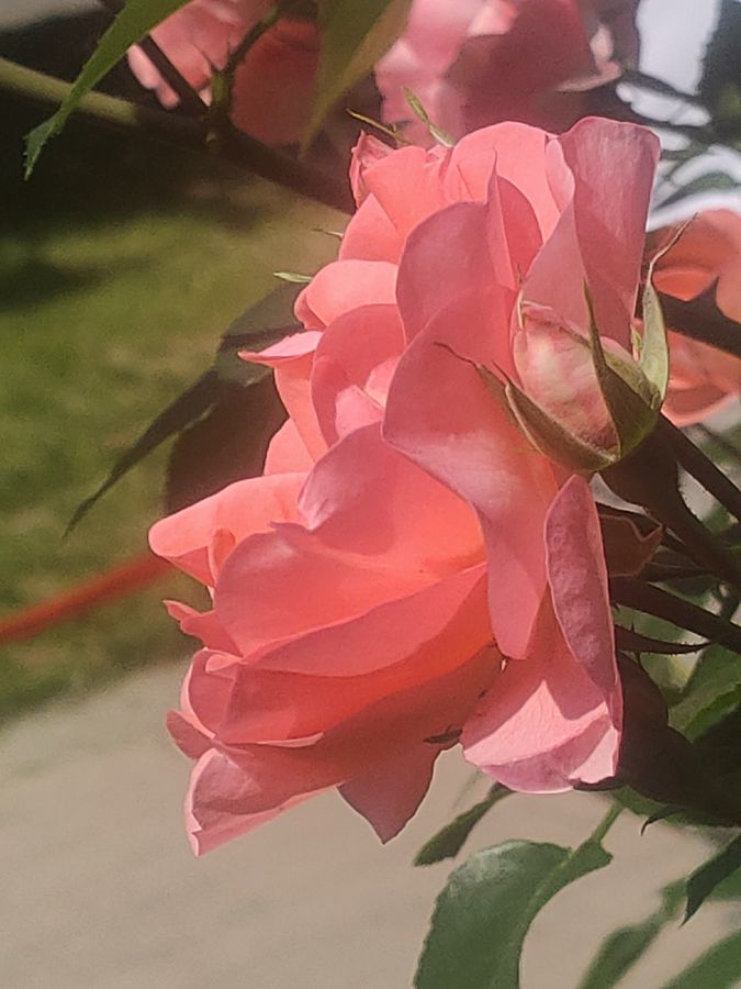 花卉系列【5400】