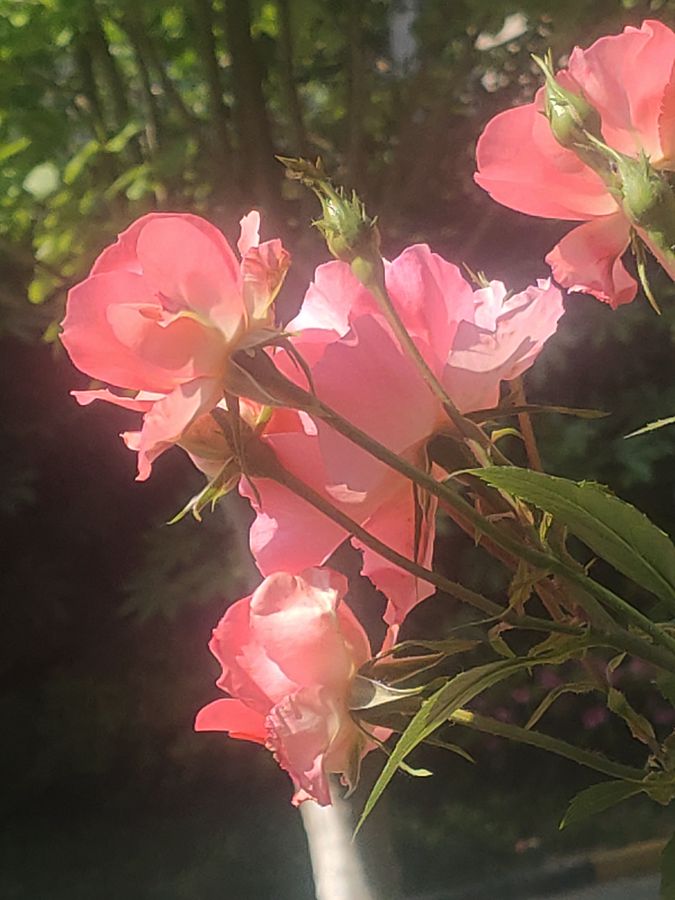 花卉系列【5400】