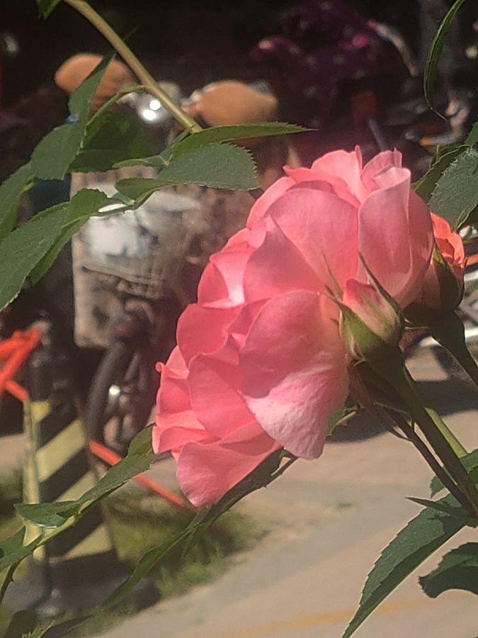 花卉系列【5400】