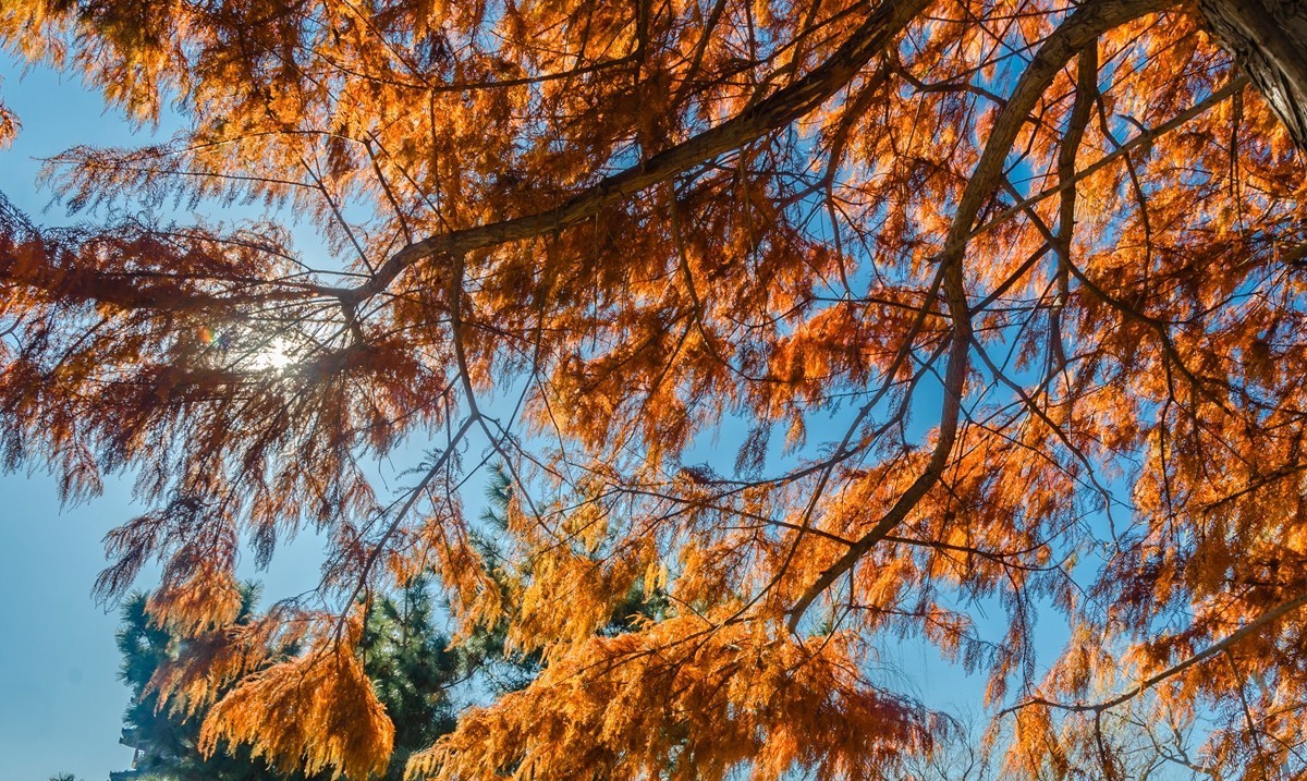 冬日水杉霞光掩映