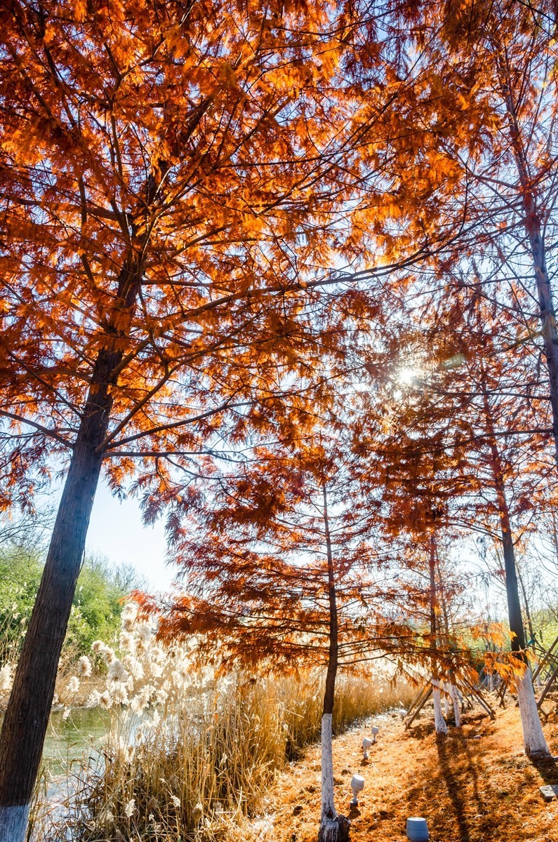 冬日水杉霞光掩映