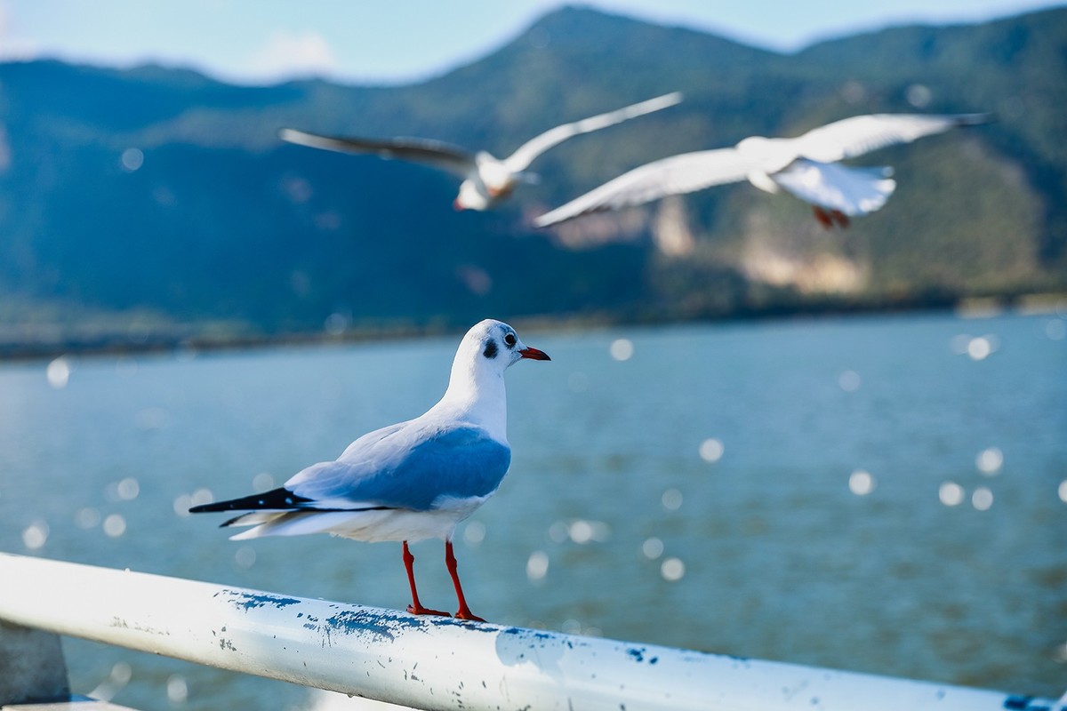 昆明滇池红嘴鸥