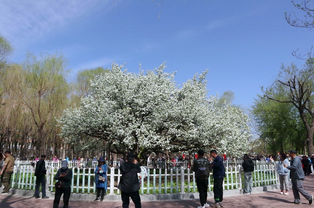 重遊古梨园     2/3