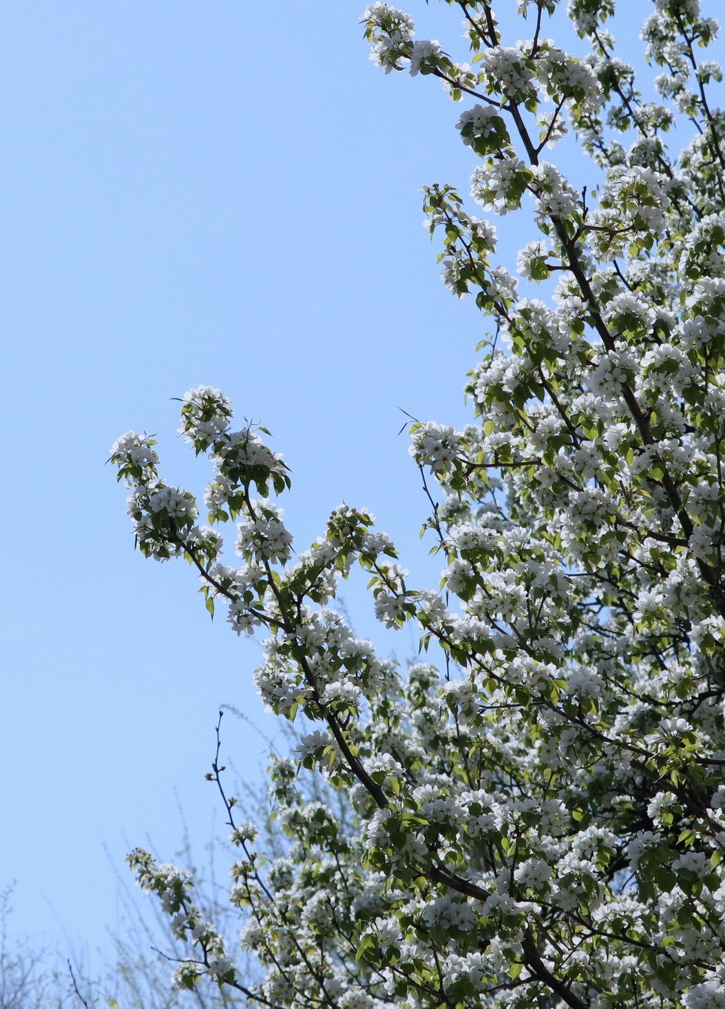 重遊古梨园     2/3