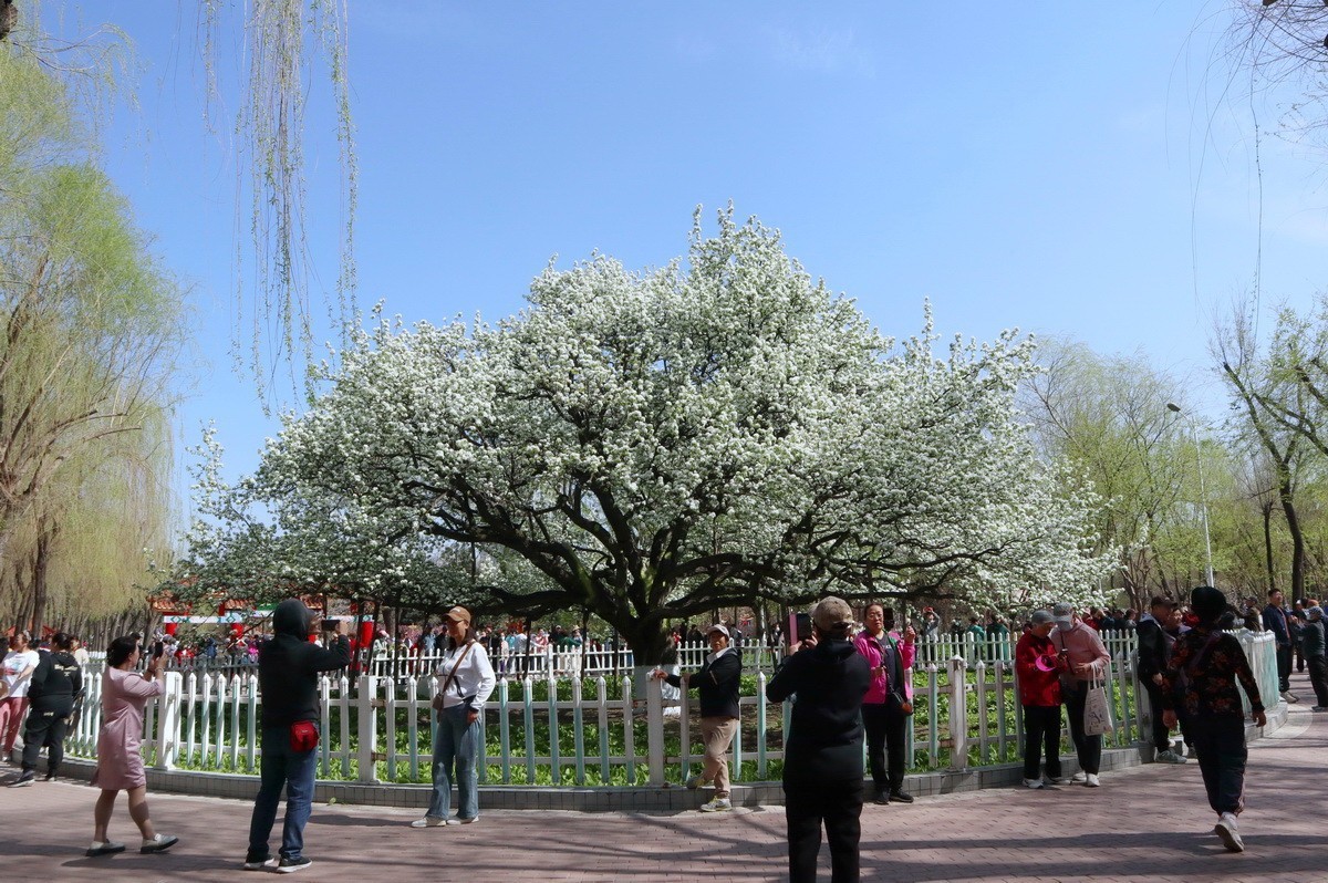 重遊古梨园     2/3