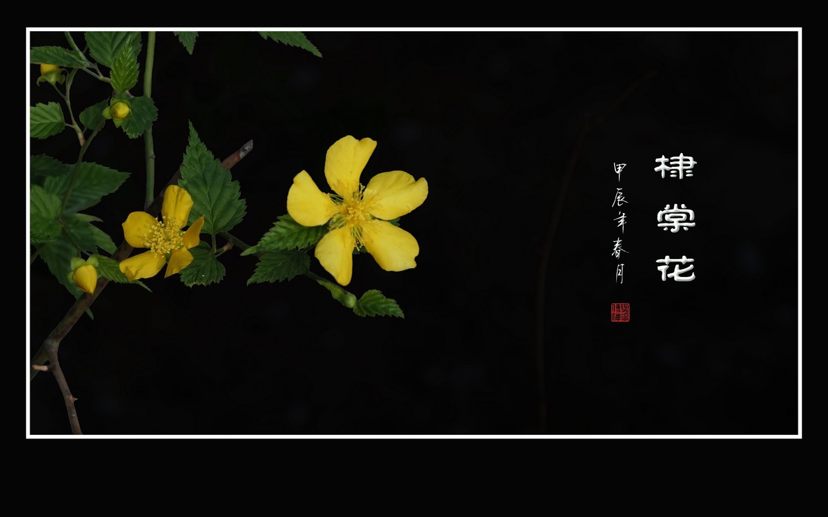 金灿灿的单瓣棣棠花