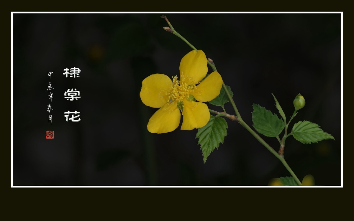 金灿灿的单瓣棣棠花