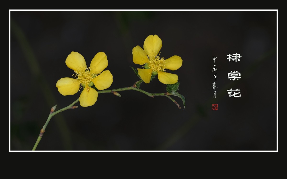 金灿灿的单瓣棣棠花