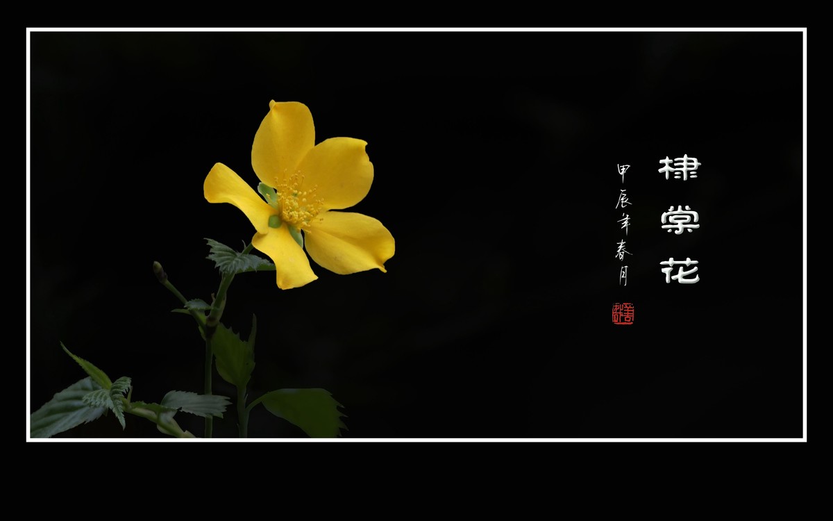 金灿灿的单瓣棣棠花