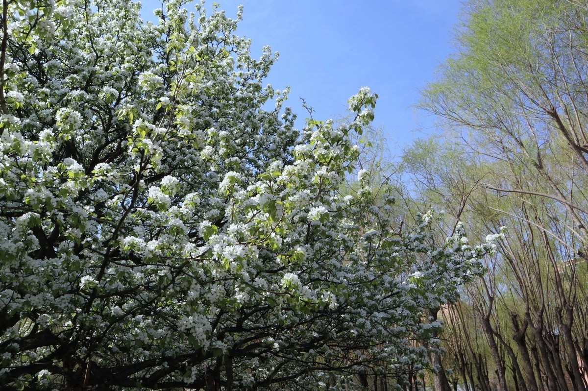 重遊古梨园     2/3