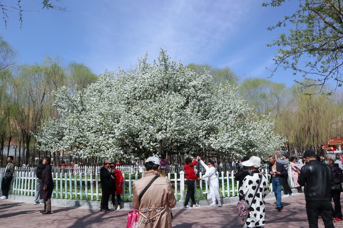 重遊古梨园     2/3