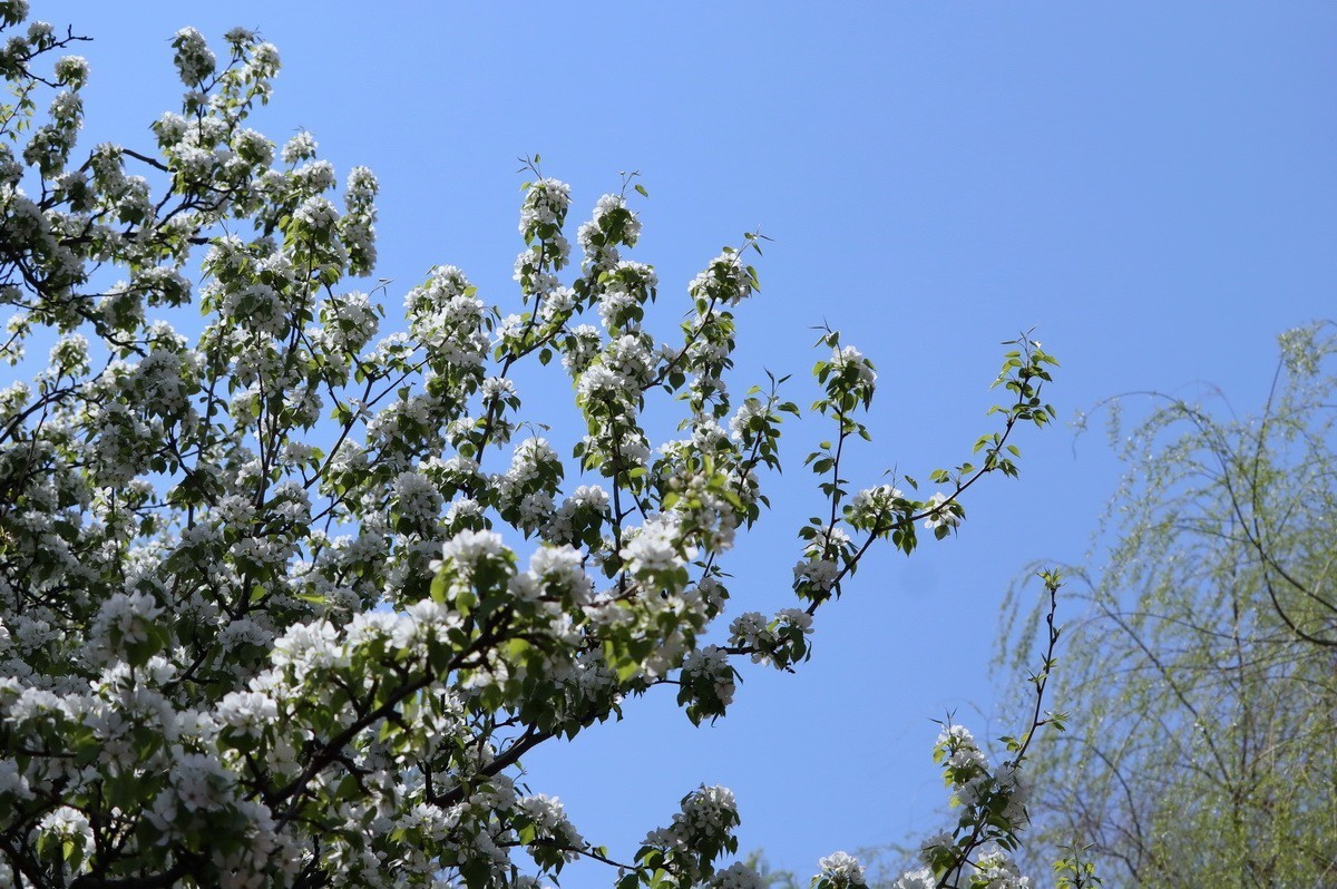 重遊古梨园     2/3