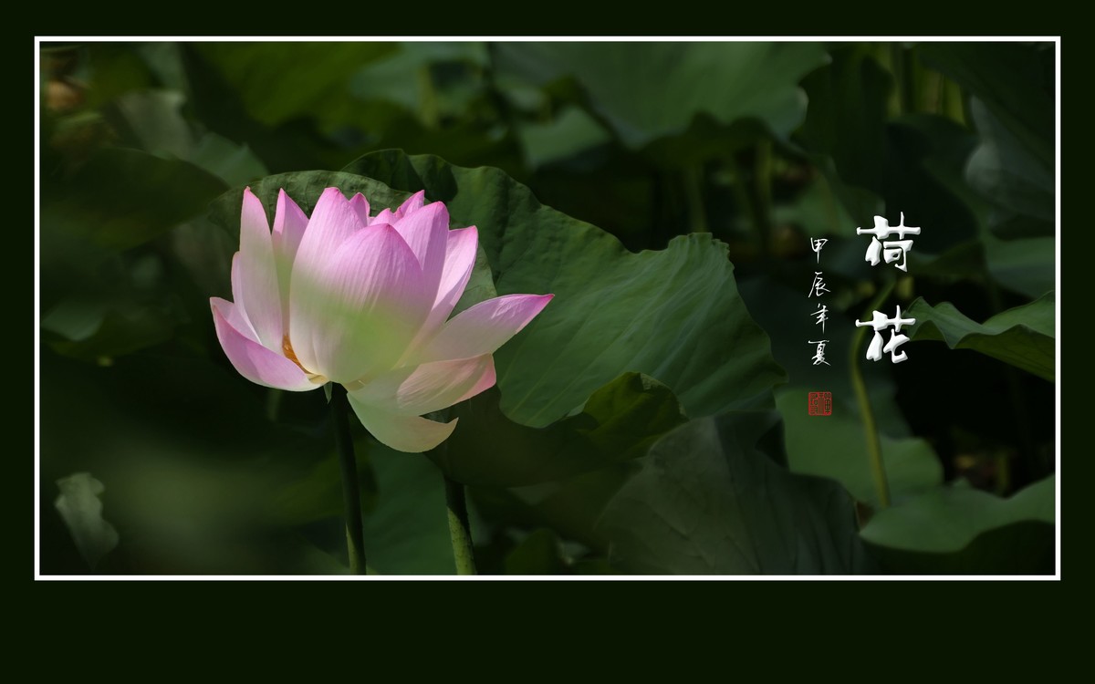 陶然亭旁荷花乐陶然