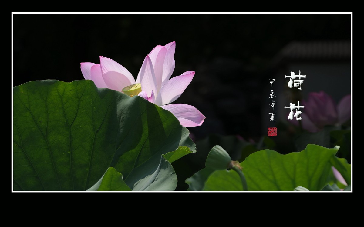 陶然亭旁荷花乐陶然