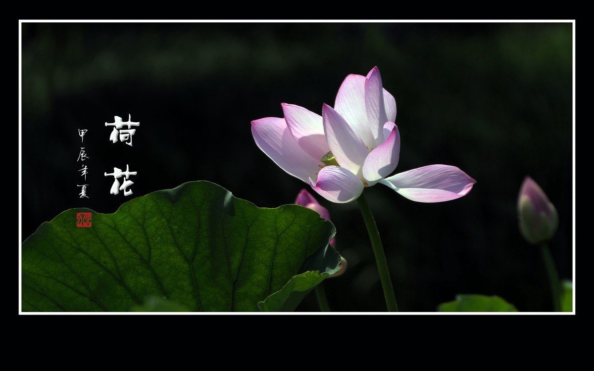 陶然亭旁荷花乐陶然