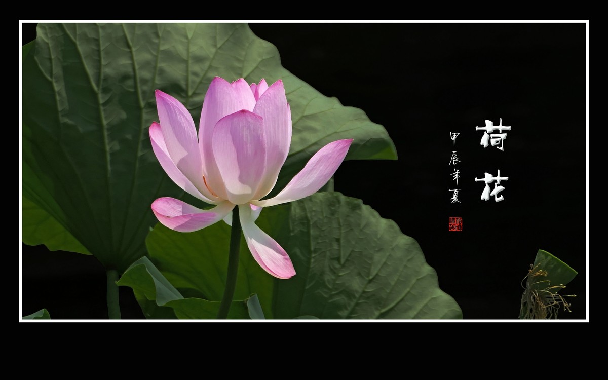 陶然亭旁荷花乐陶然