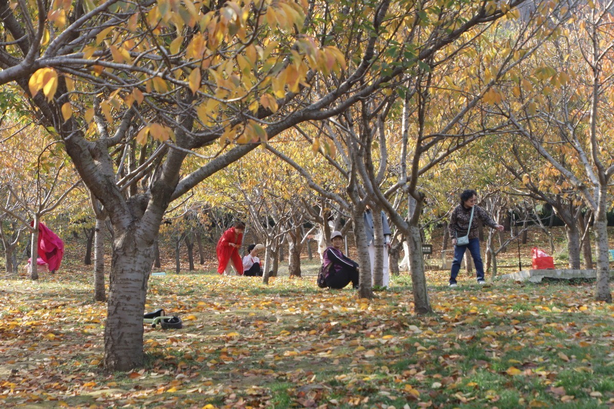 滨城游拍——初冬植物园（2024-1）