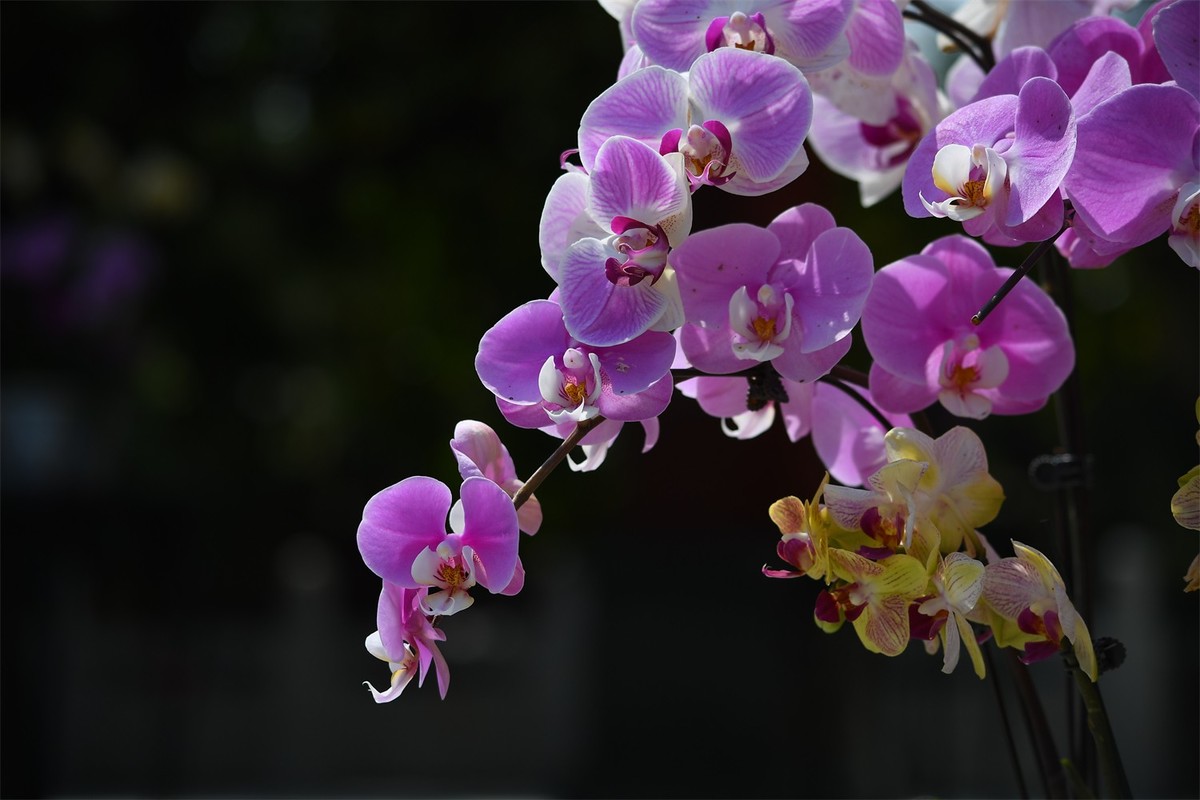 多彩多姿的蝴蝶兰