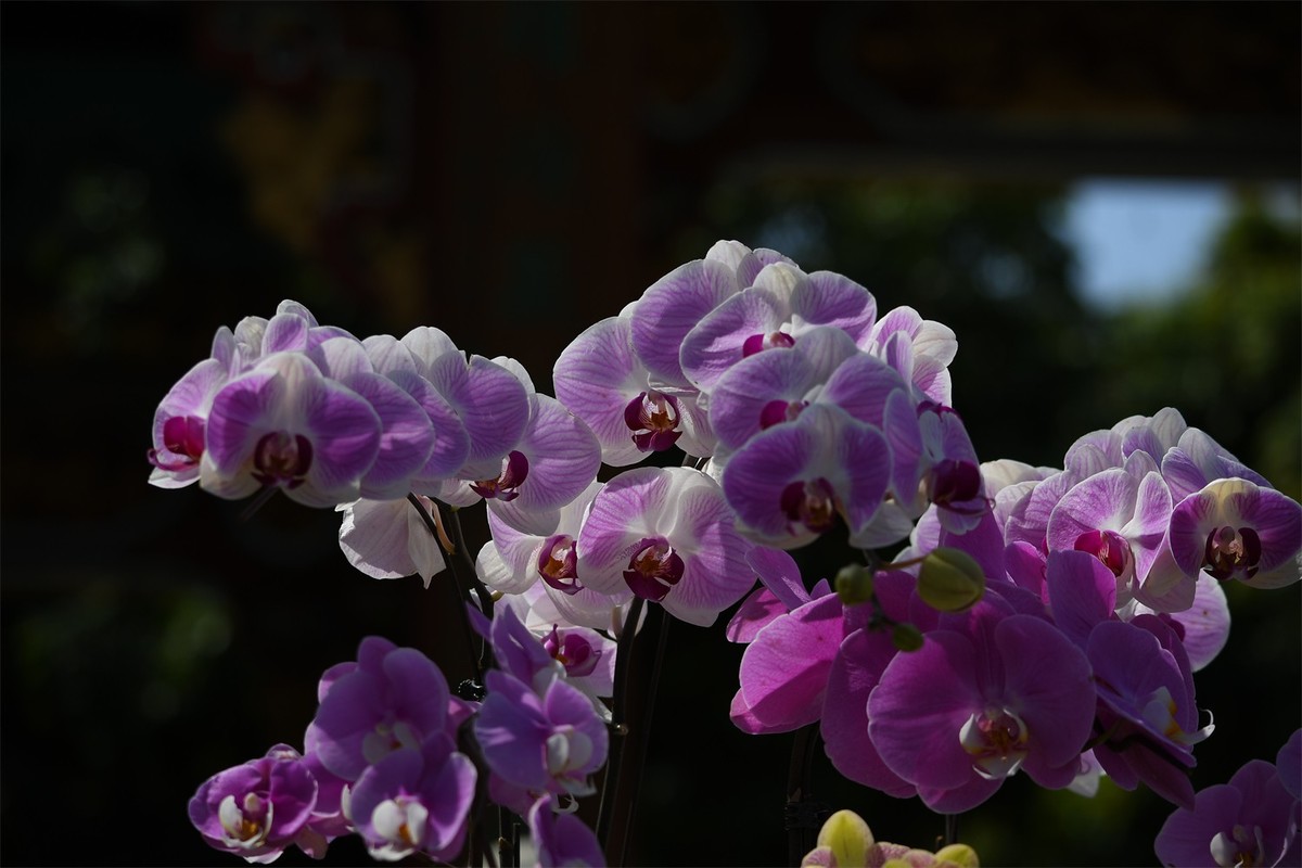 多彩多姿的蝴蝶兰