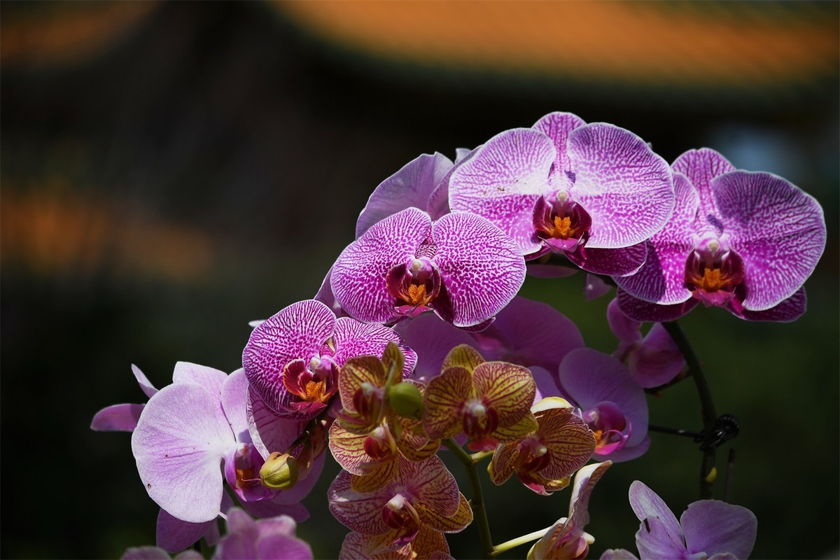 多彩多姿的蝴蝶兰