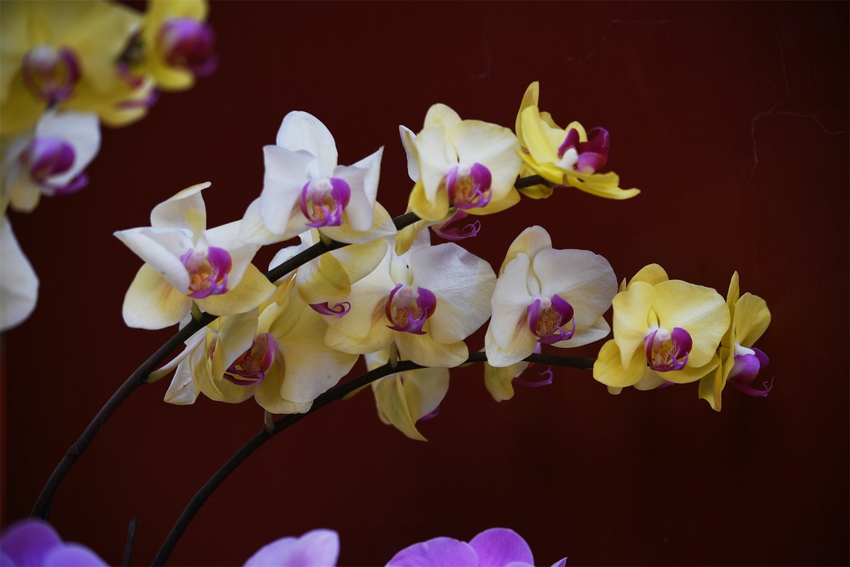 多彩多姿的蝴蝶兰