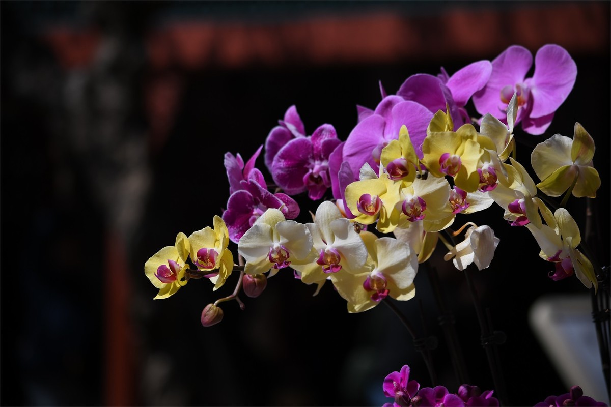 多彩多姿的蝴蝶兰