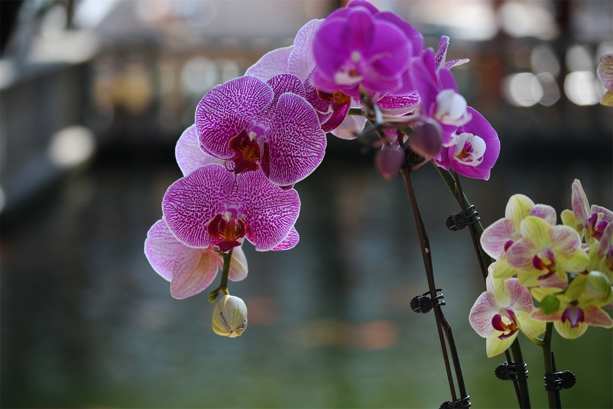 多彩多姿的蝴蝶兰