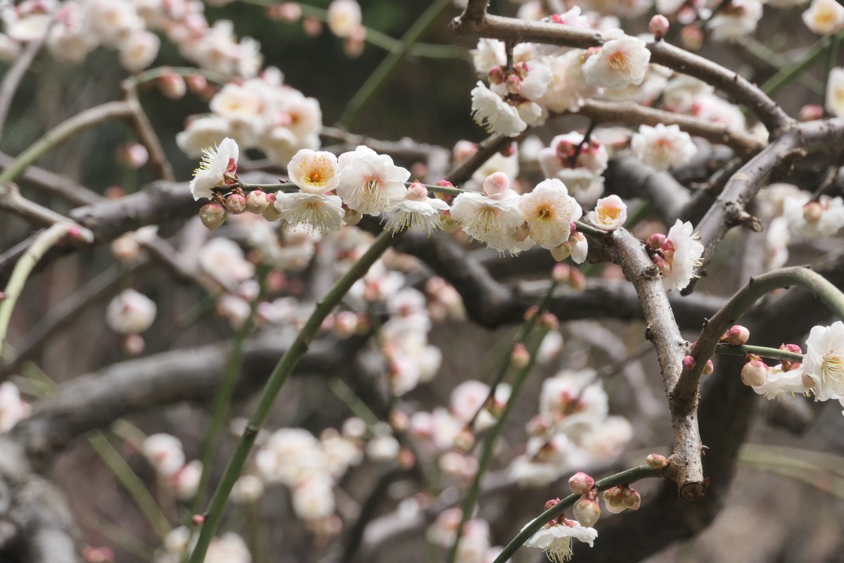 【梅花2】——摄于上海静安雕塑公园