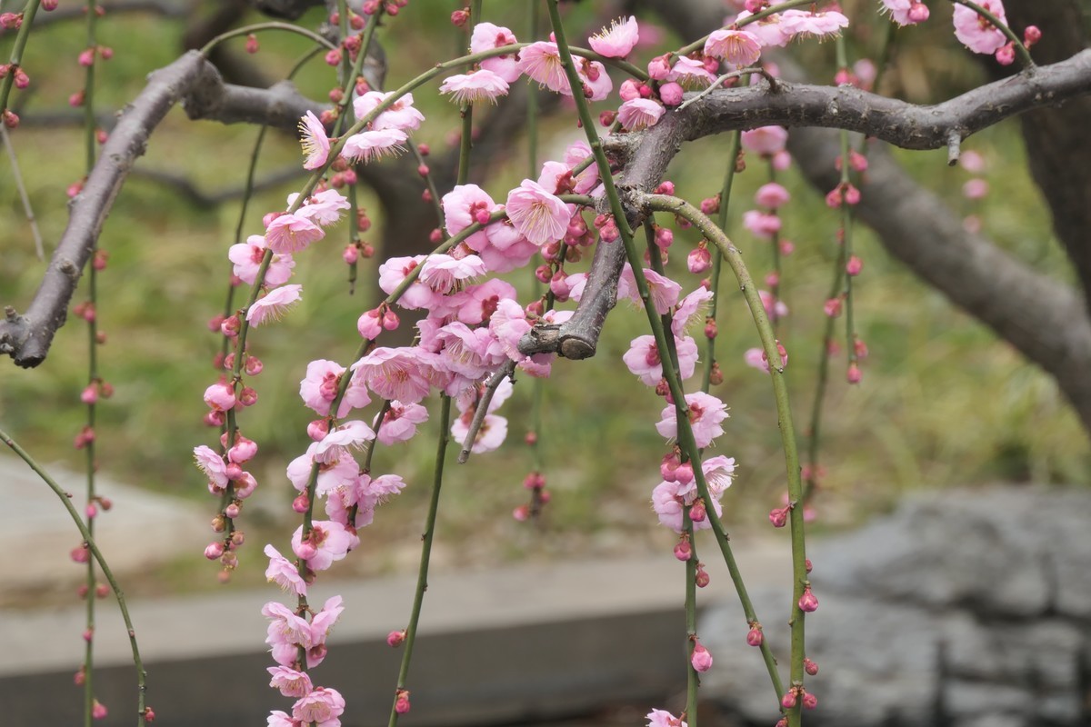 【梅花2】——摄于上海静安雕塑公园