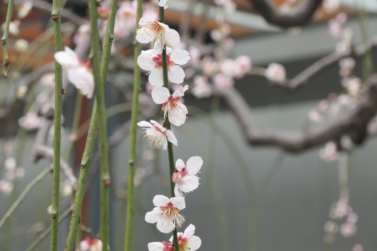 【梅花2】——摄于上海静安雕塑公园