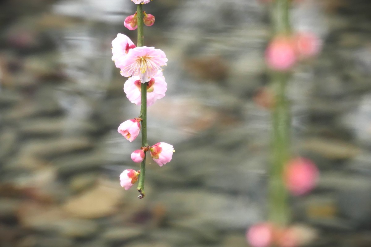 【梅花2】——摄于上海静安雕塑公园