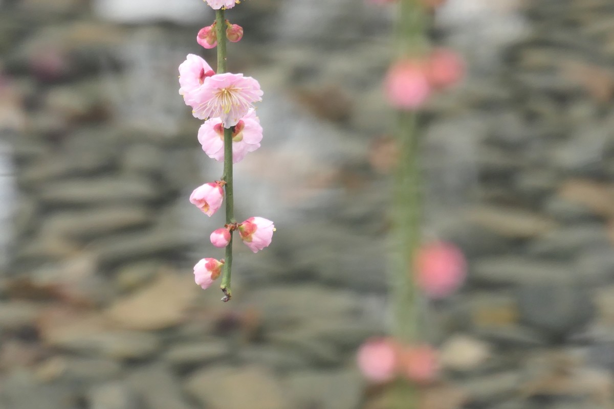 【梅花2】——摄于上海静安雕塑公园