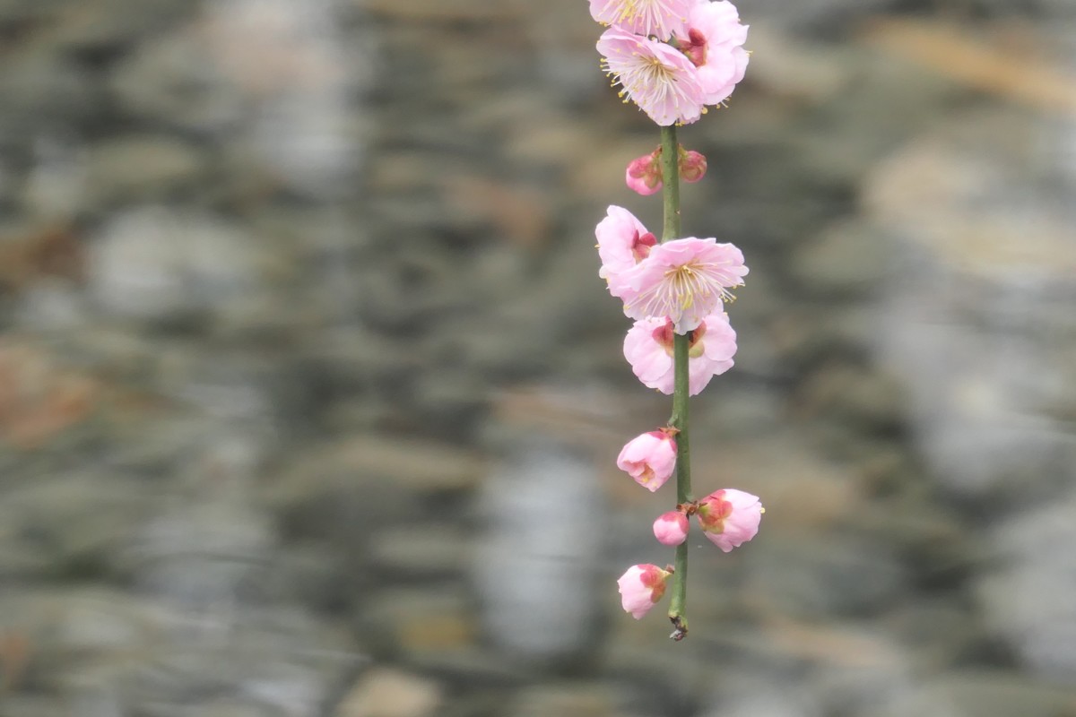 【梅花2】——摄于上海静安雕塑公园