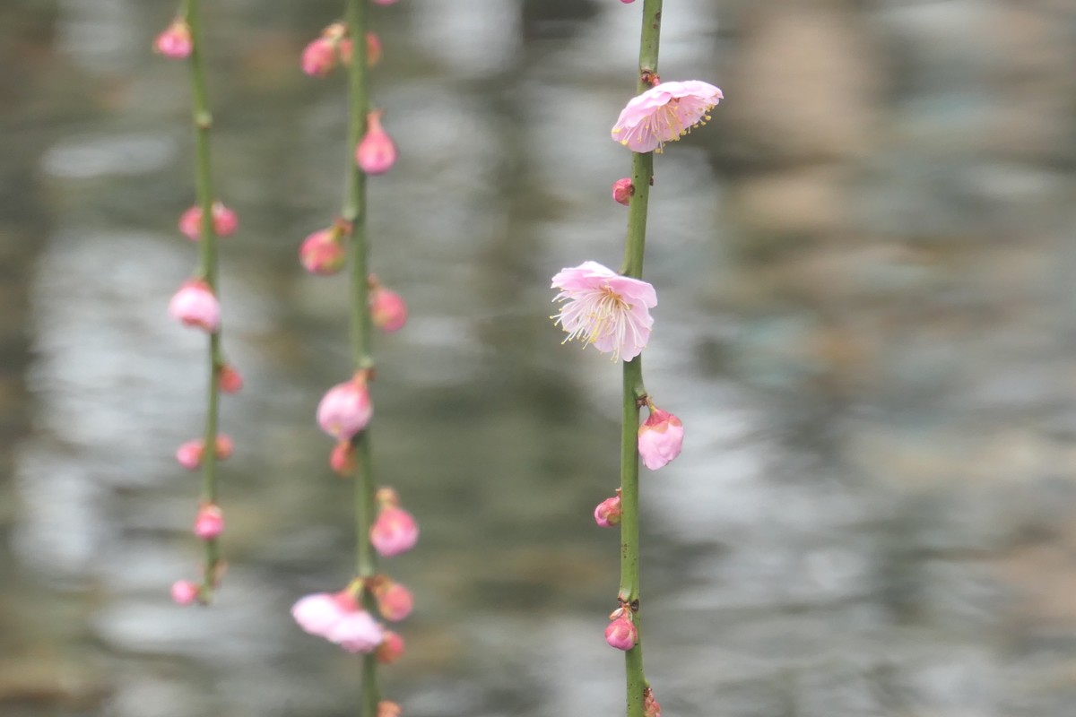 【梅花2】——摄于上海静安雕塑公园