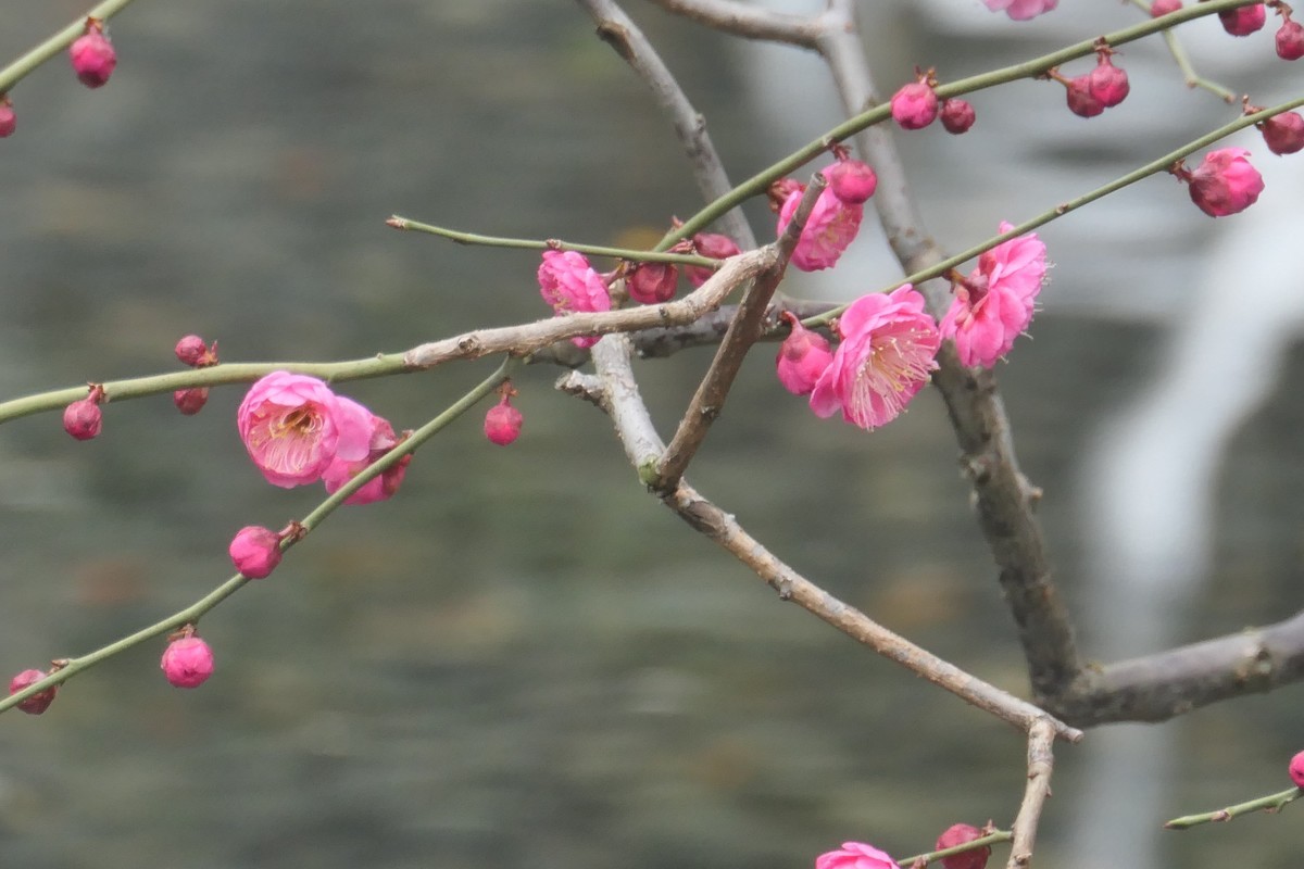 【梅花2】——摄于上海静安雕塑公园