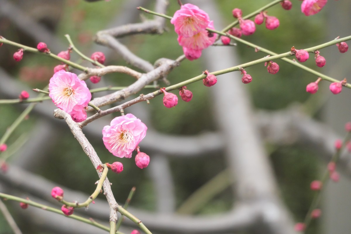 【梅花2】——摄于上海静安雕塑公园