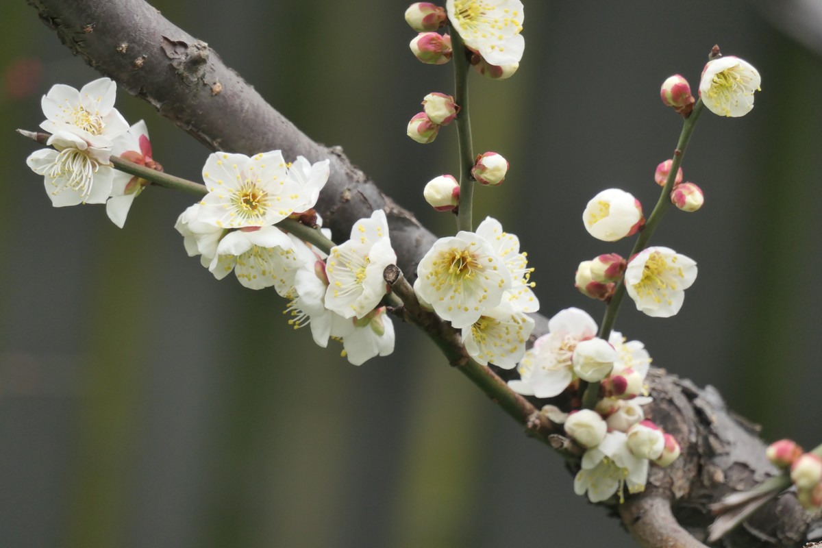 【梅花2】——摄于上海静安雕塑公园