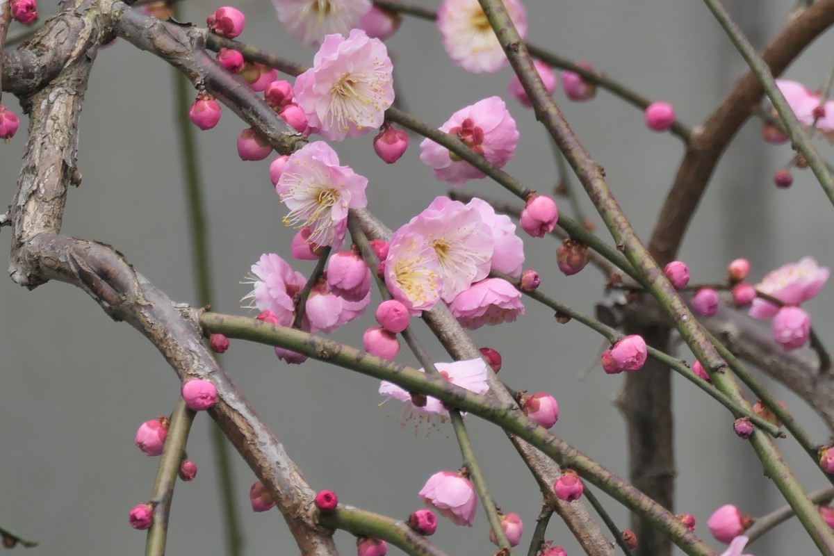 【梅花2】——摄于上海静安雕塑公园