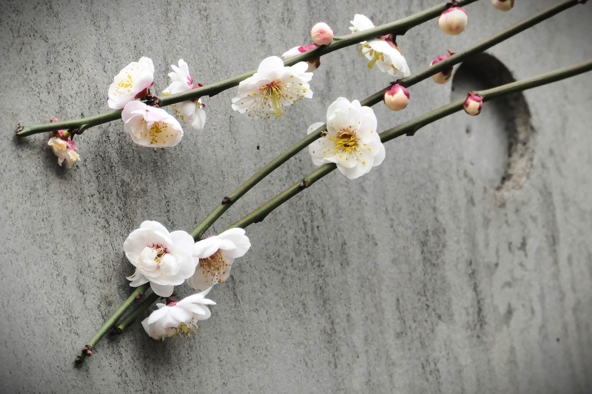 【梅花2】——摄于上海静安雕塑公园