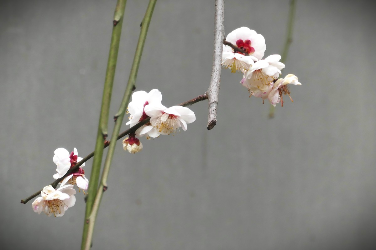 【梅花2】——摄于上海静安雕塑公园