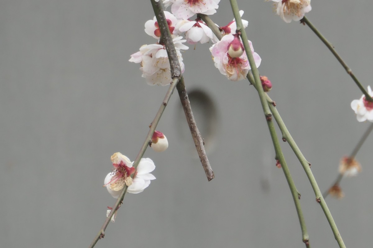 【梅花2】——摄于上海静安雕塑公园