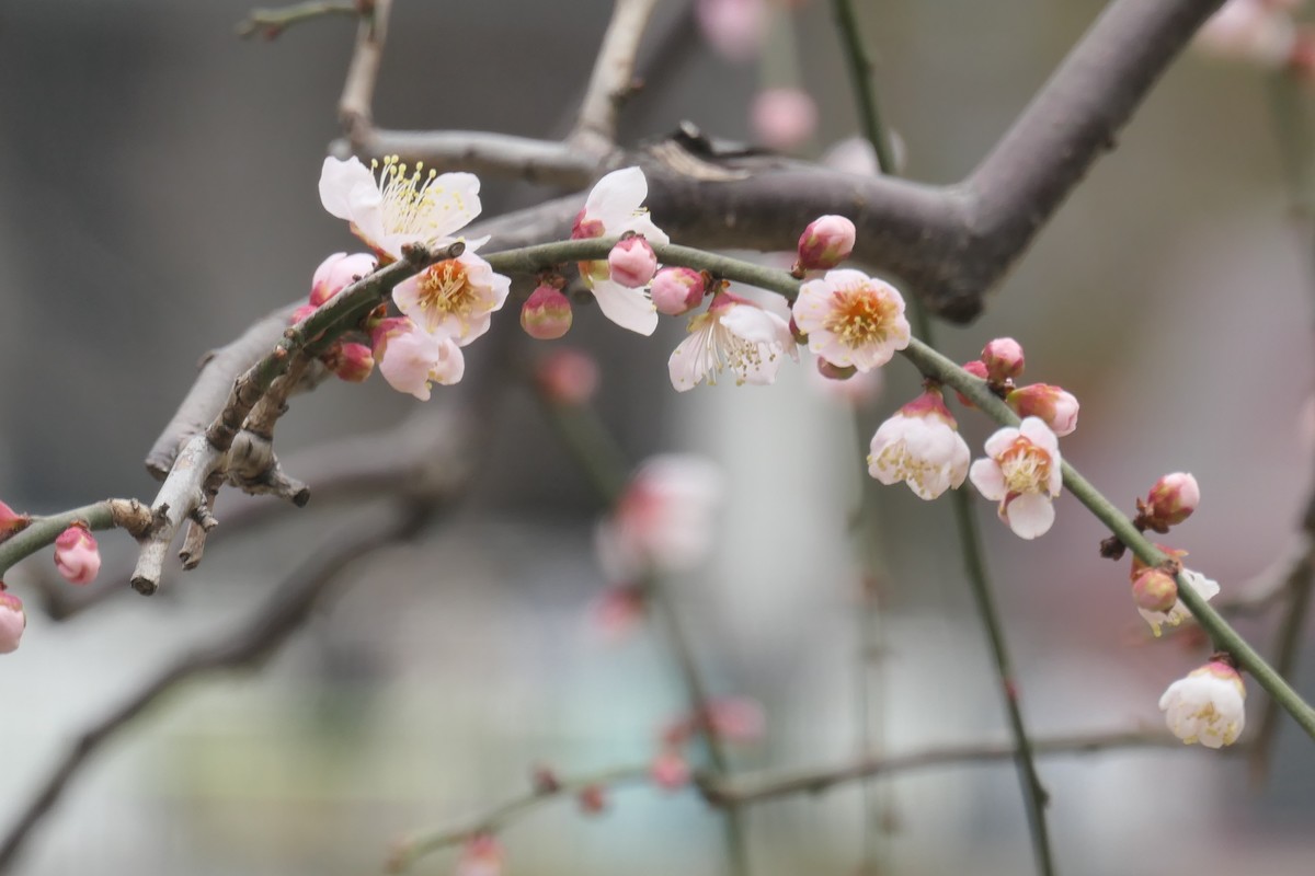 【梅花2】——摄于上海静安雕塑公园