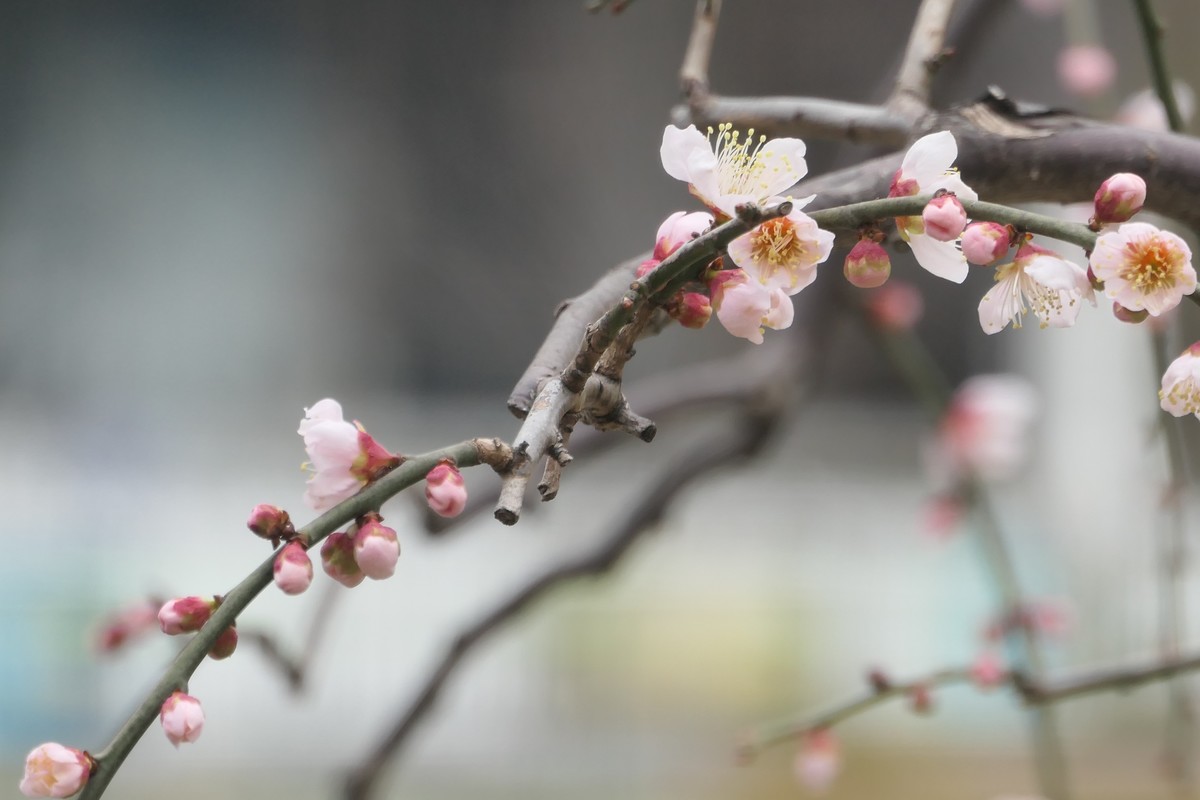 【梅花2】——摄于上海静安雕塑公园