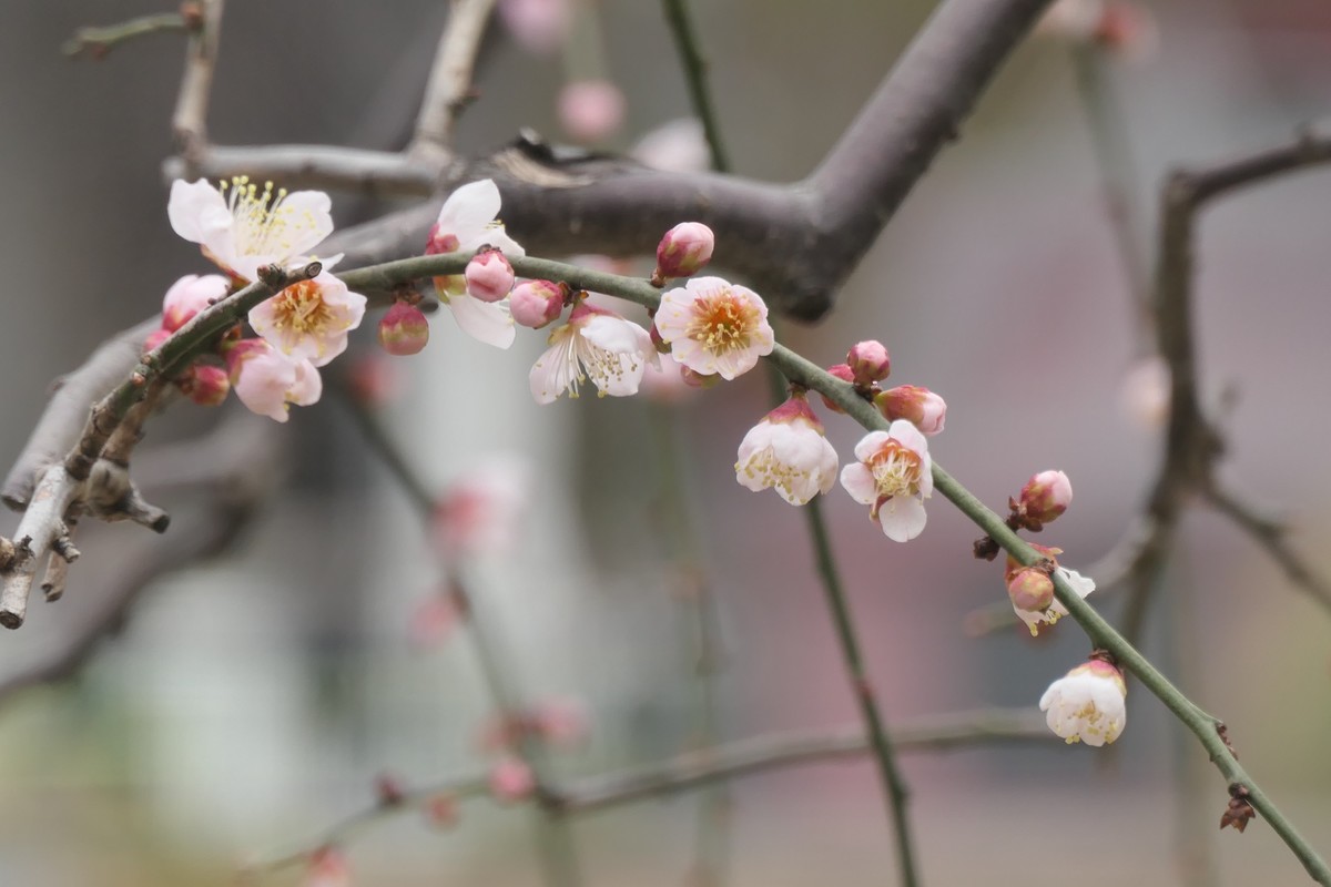 【梅花2】——摄于上海静安雕塑公园