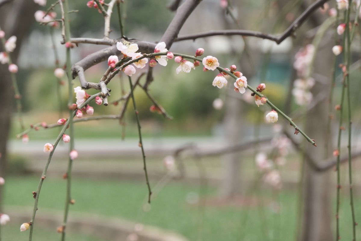 【梅花2】——摄于上海静安雕塑公园