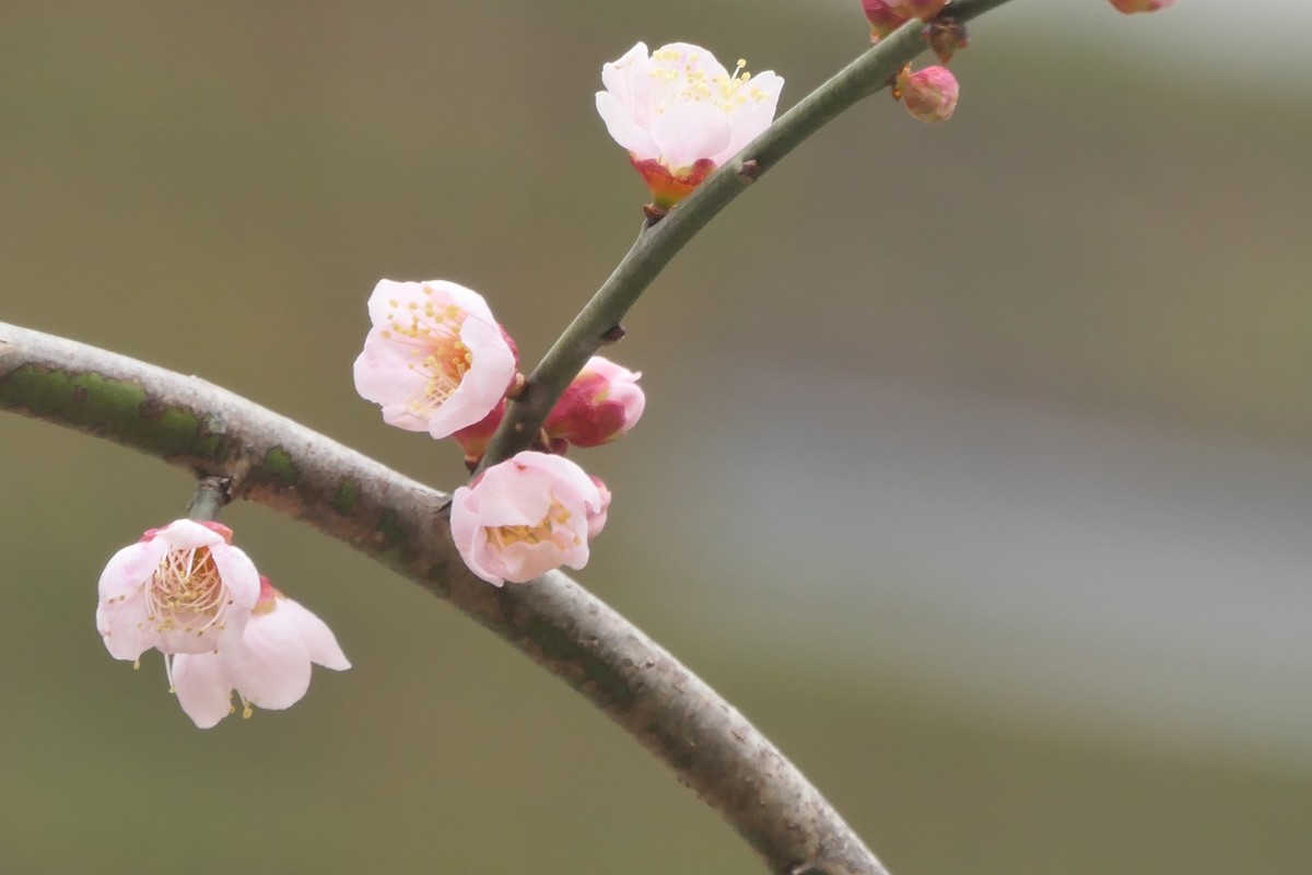 【梅花2】——摄于上海静安雕塑公园